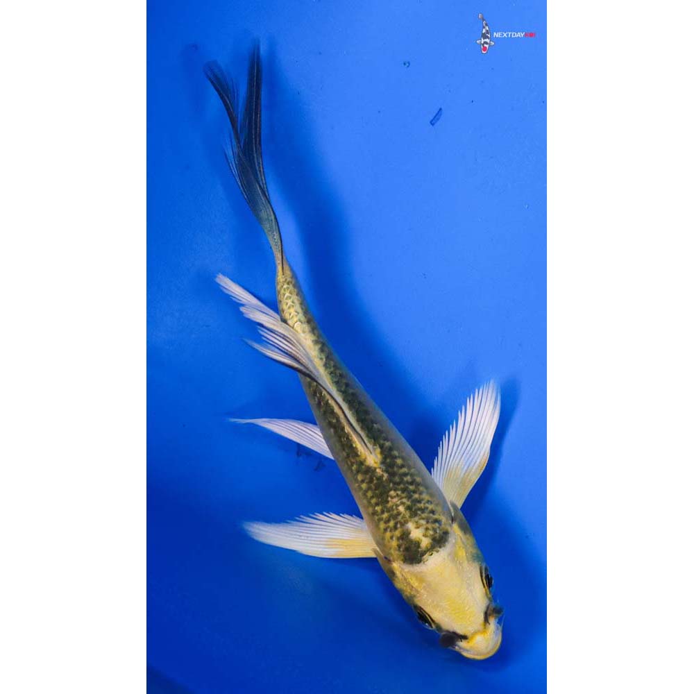 4” Imported Ki Matsuba Butterfly Koi