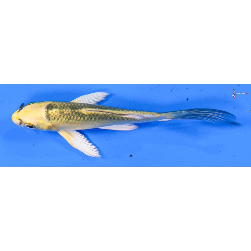 4” Imported Ki Matsuba Butterfly Koi