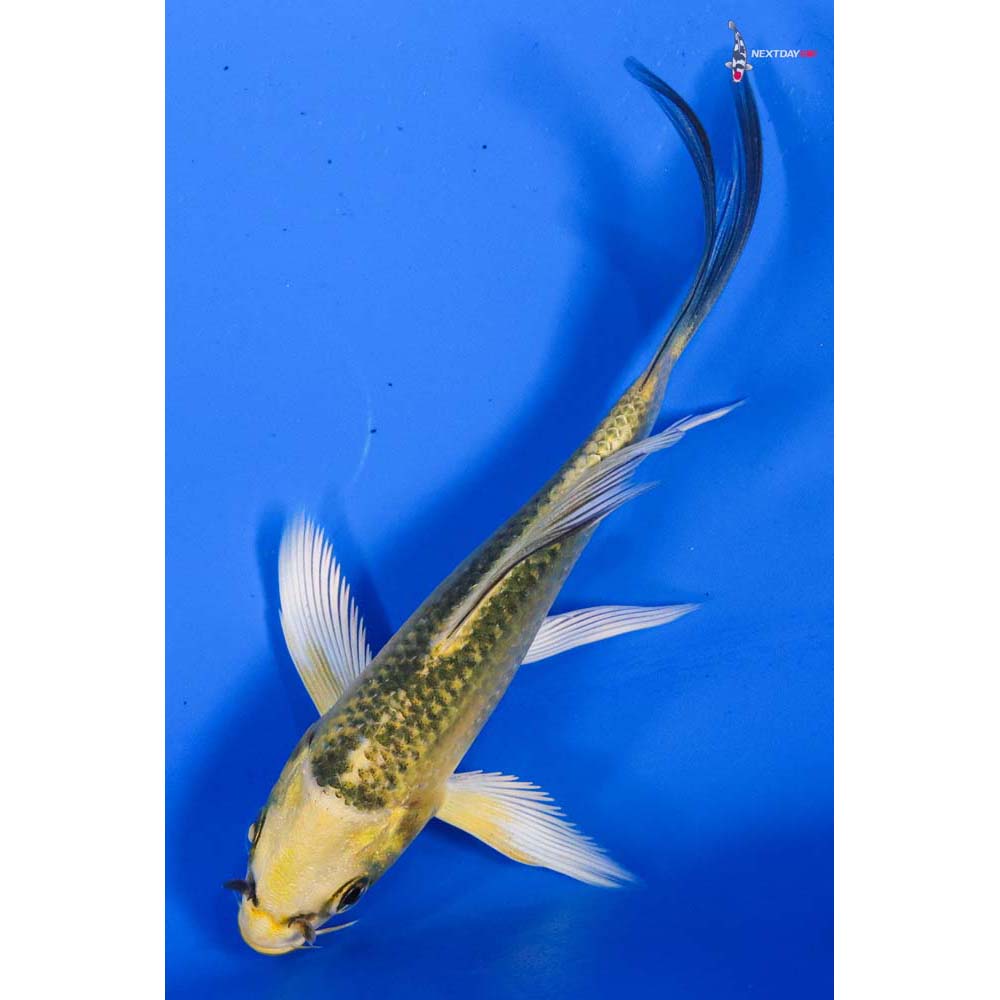 4” Imported Ki Matsuba Butterfly Koi
