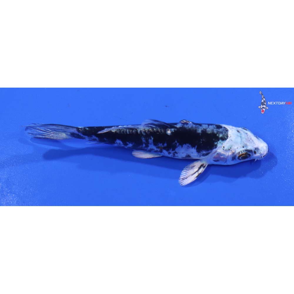 4” Imported Kikokuryu