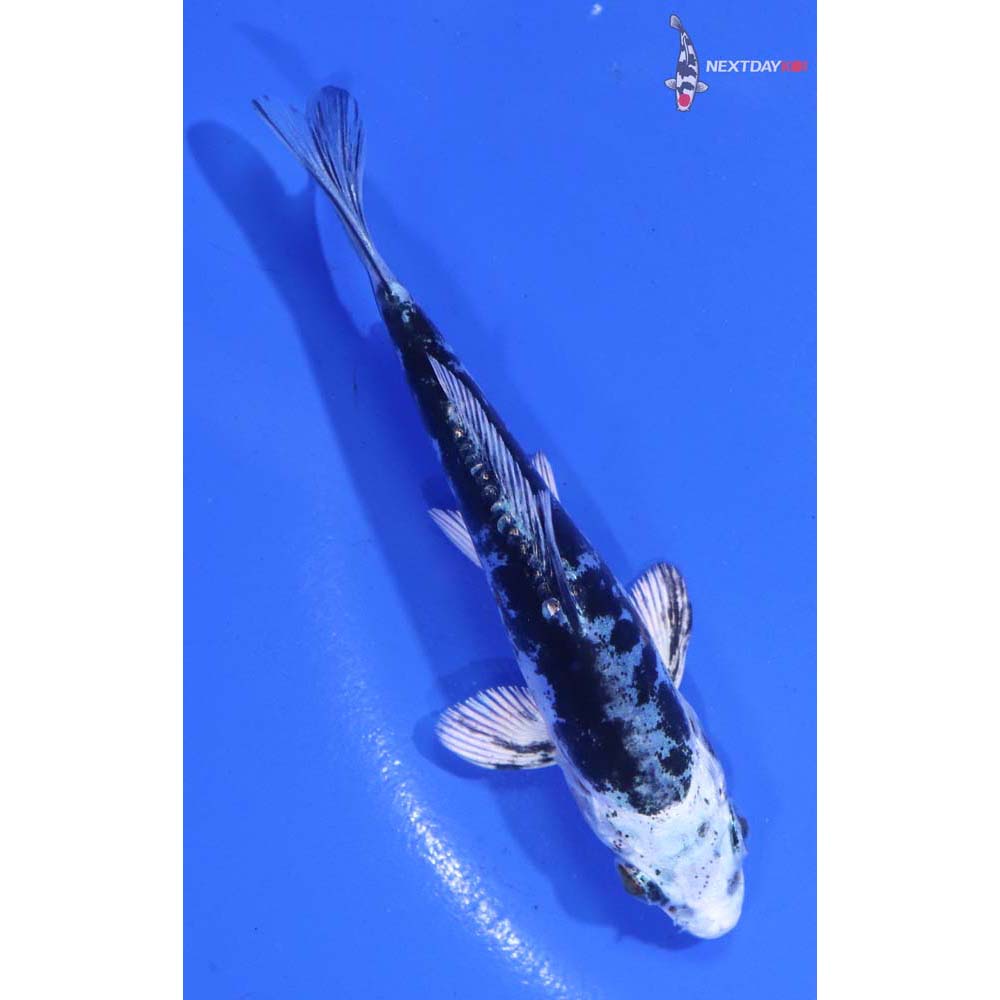 4” Imported Kikokuryu