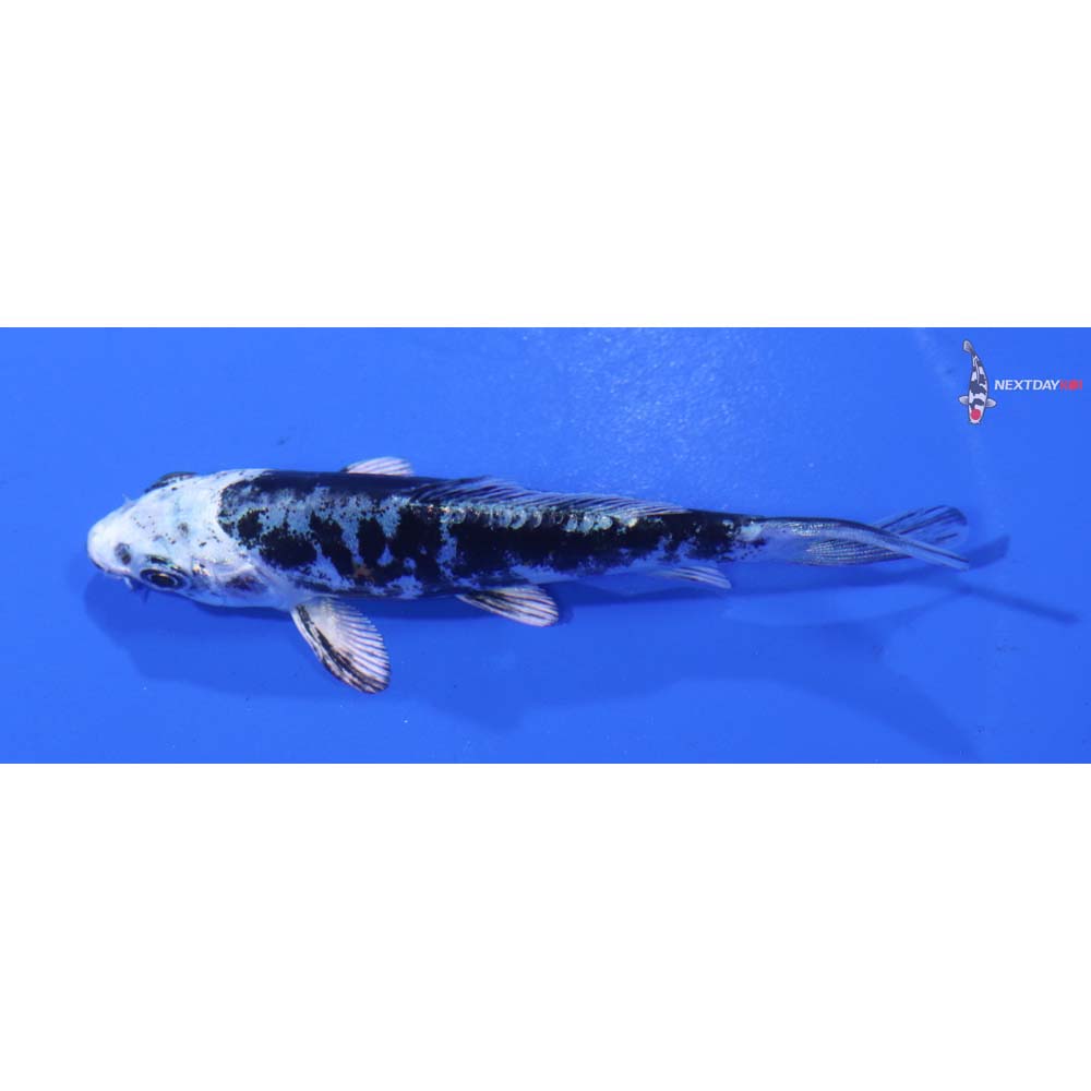 4” Imported Kikokuryu