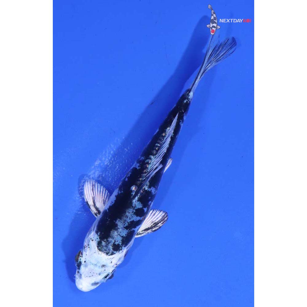 4” Imported Kikokuryu
