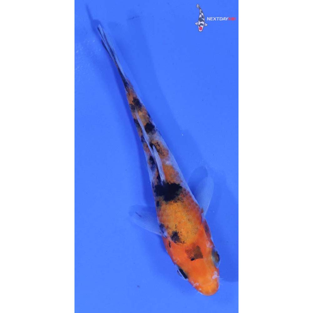 3.5” Imported Sanke