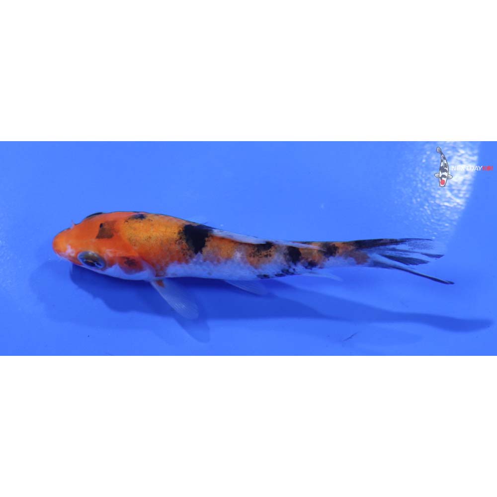 3.5” Imported Sanke