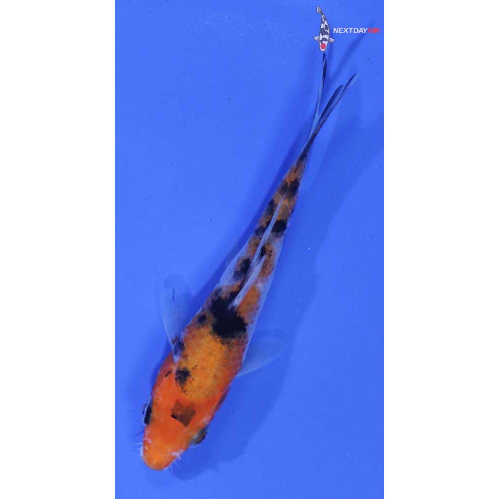 3.5” Imported Sanke