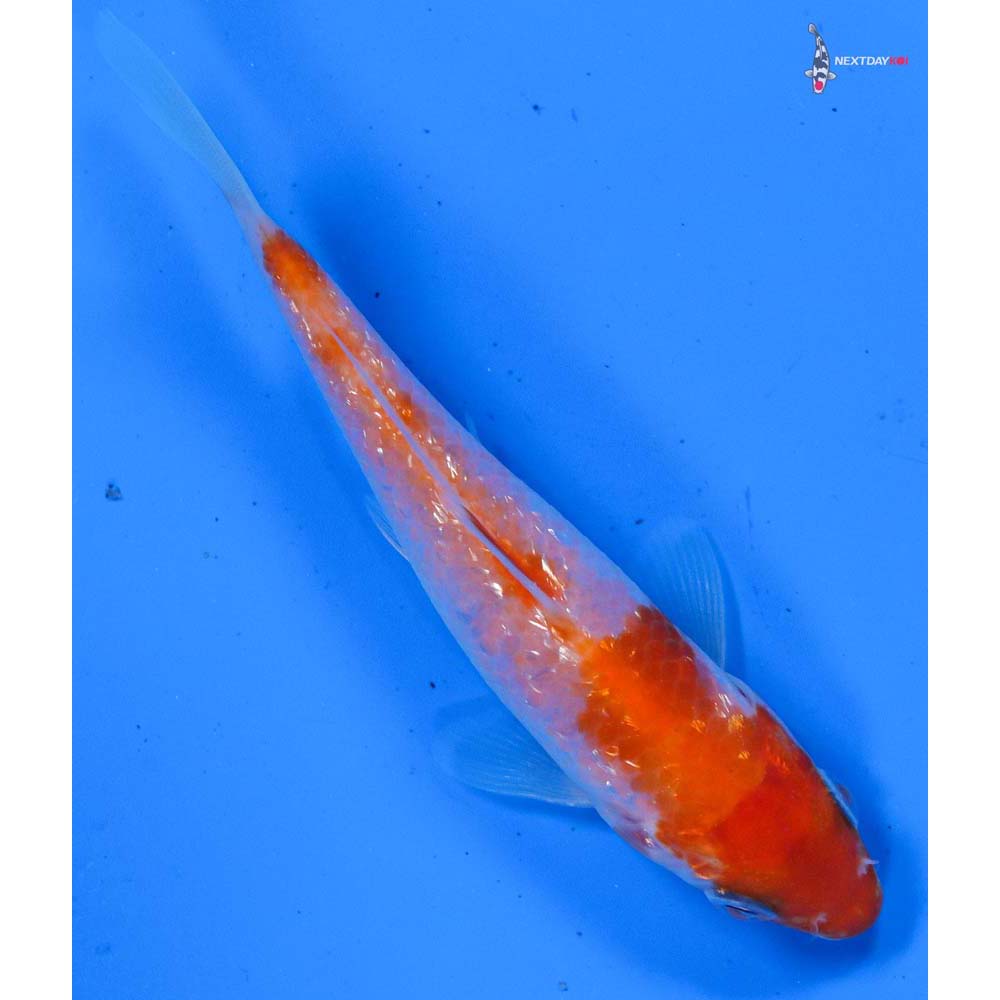 4” Imported Gin Rin Kohaku