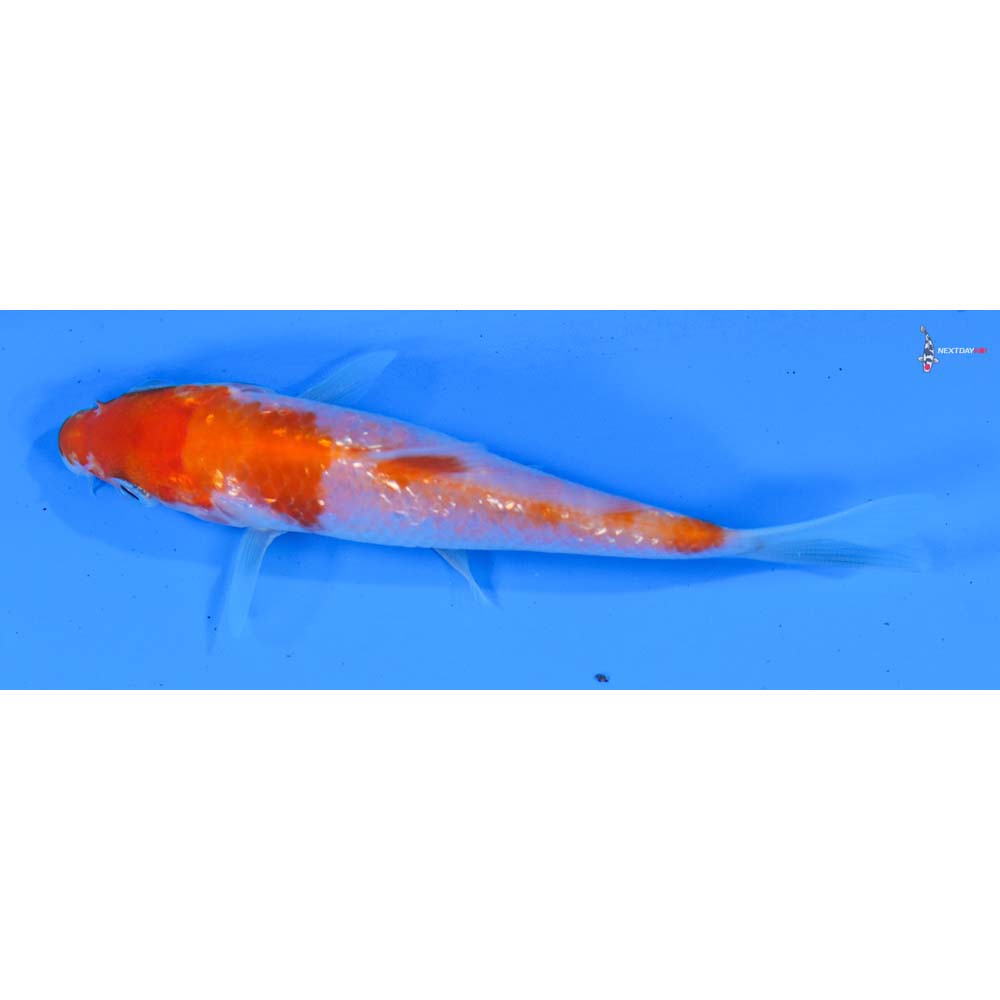 4” Imported Gin Rin Kohaku