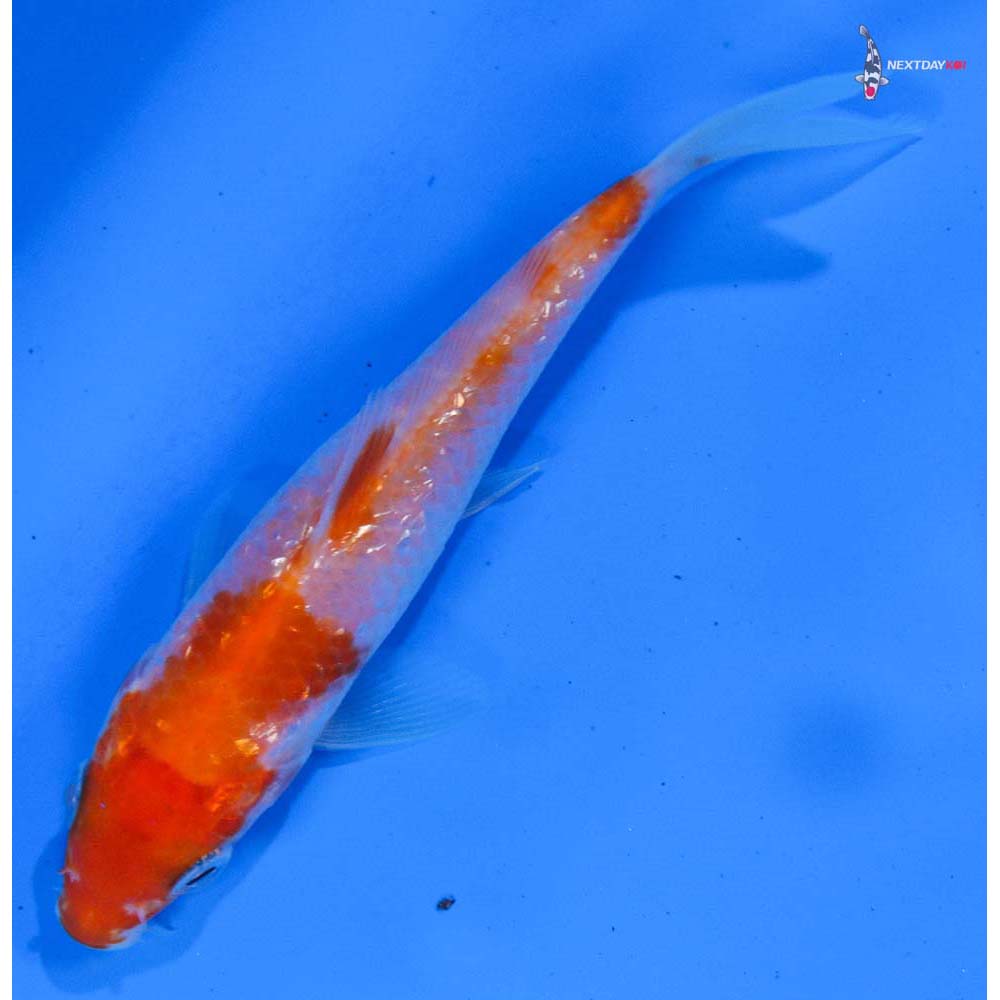 4” Imported Gin Rin Kohaku