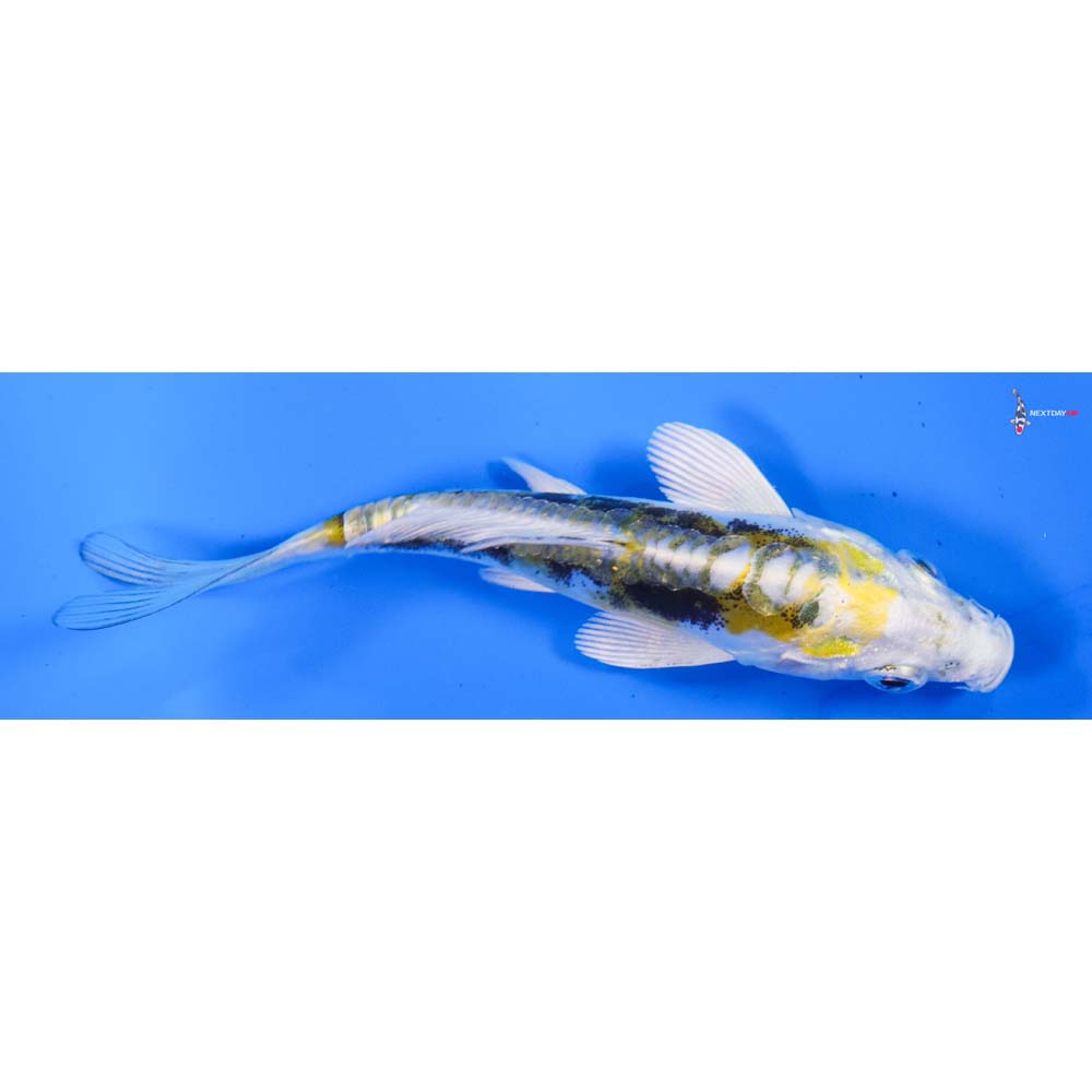 4” Imported Kin Kikokuryu