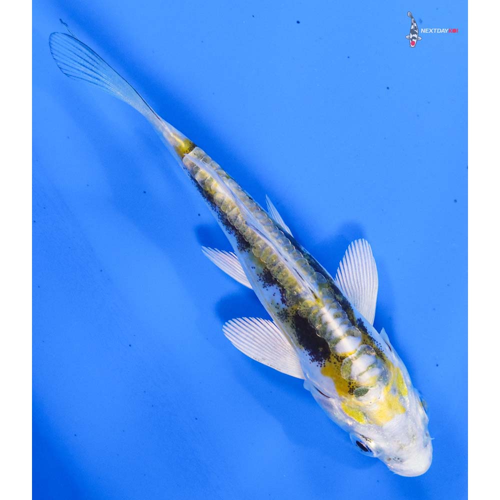 4” Imported Kin Kikokuryu