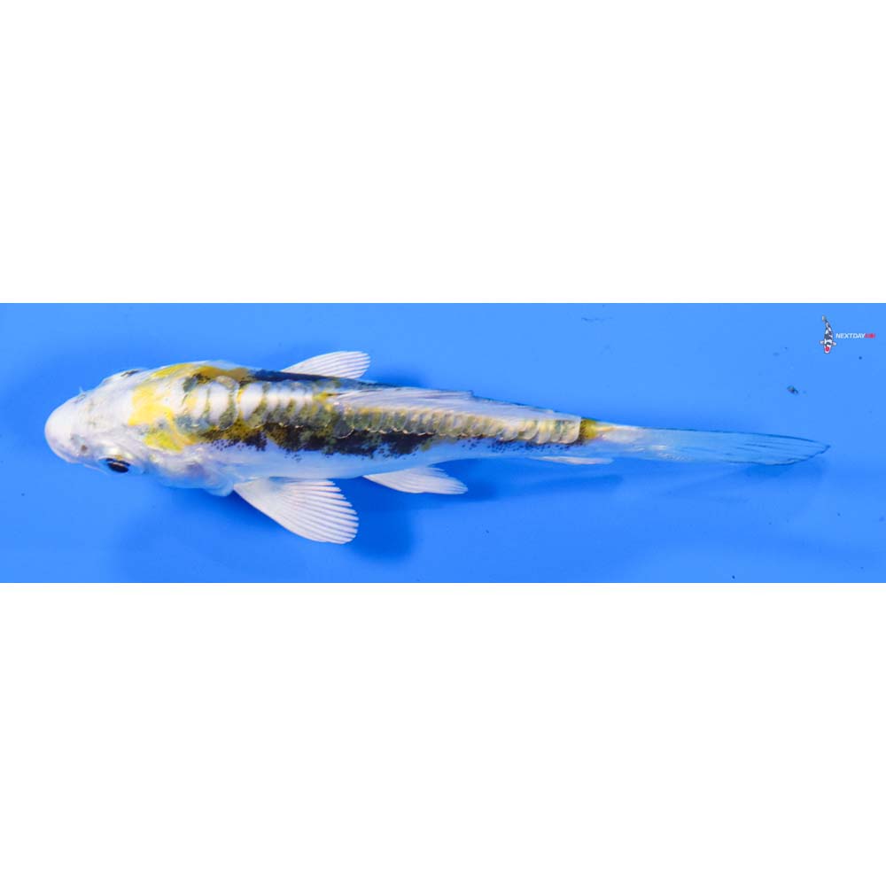 4” Imported Kin Kikokuryu