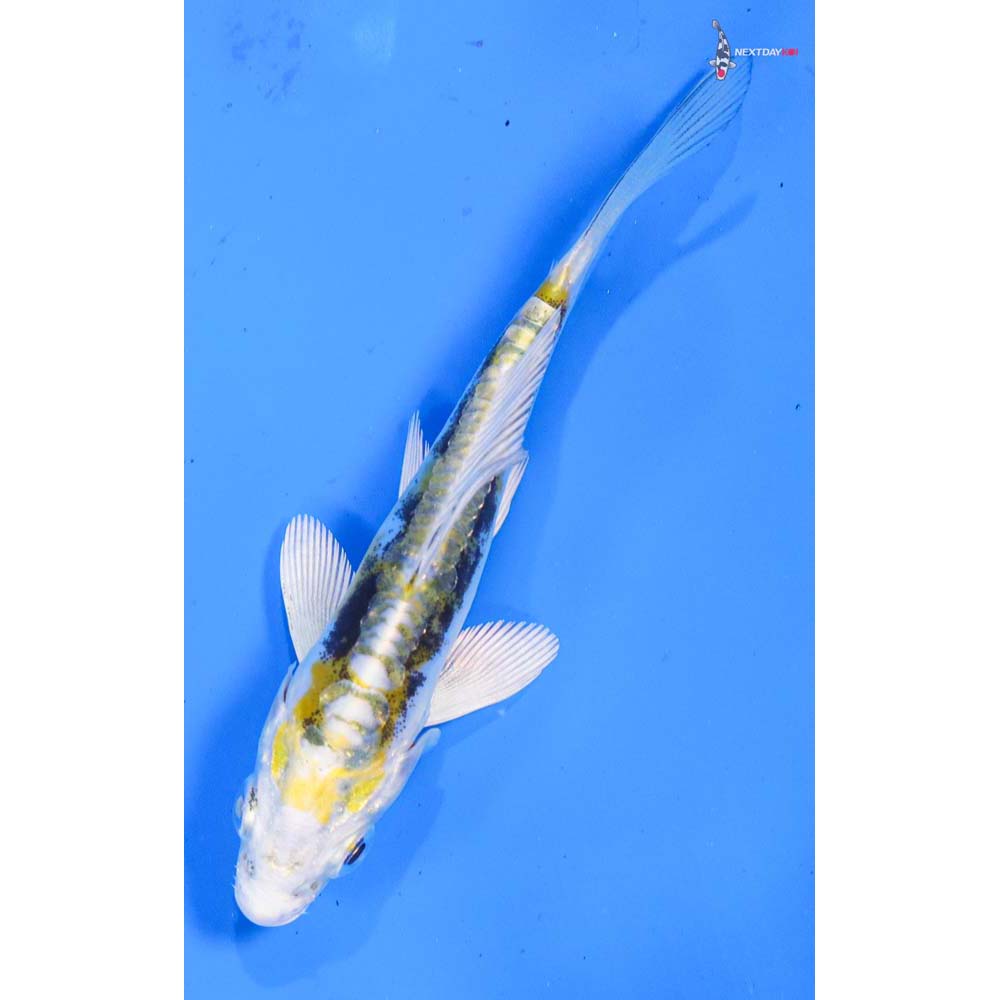 4” Imported Kin Kikokuryu