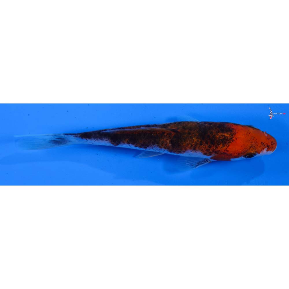 4” Imported Goromo
