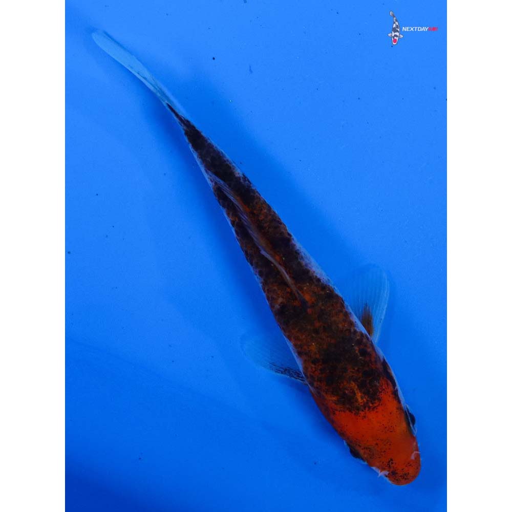 4” Imported Goromo