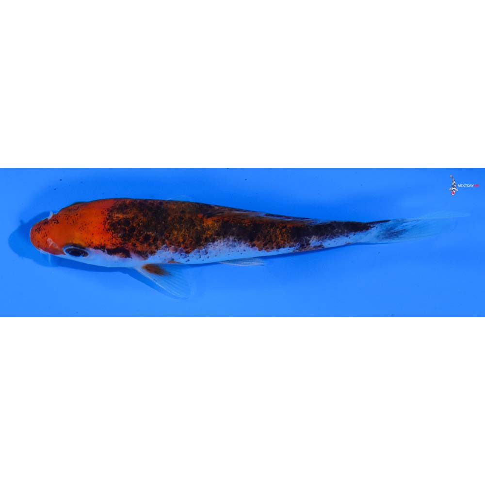 4” Imported Goromo