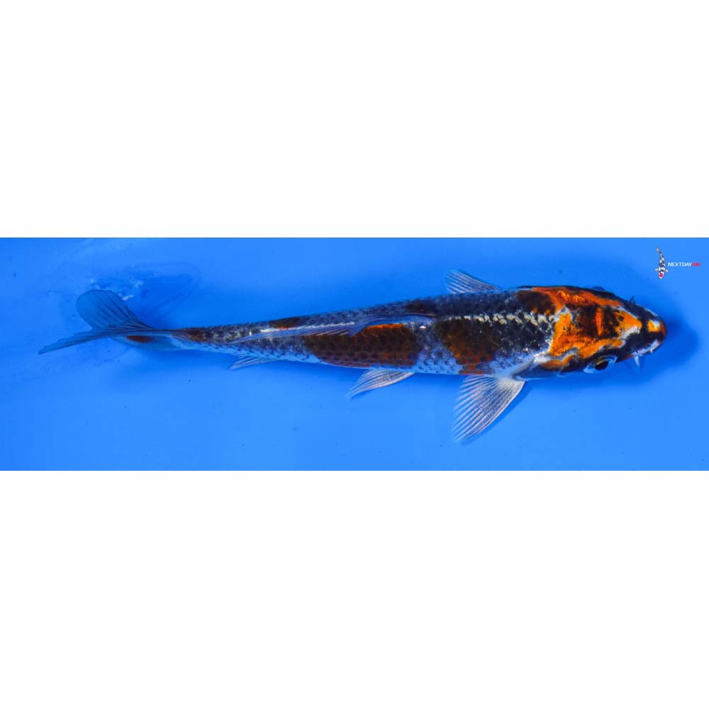 4” Imported Kujaku