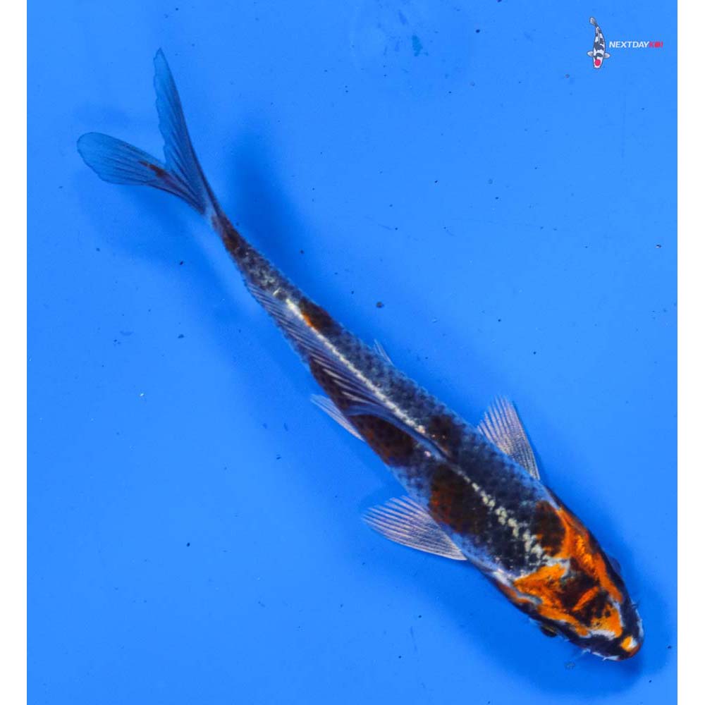 4” Imported Kujaku