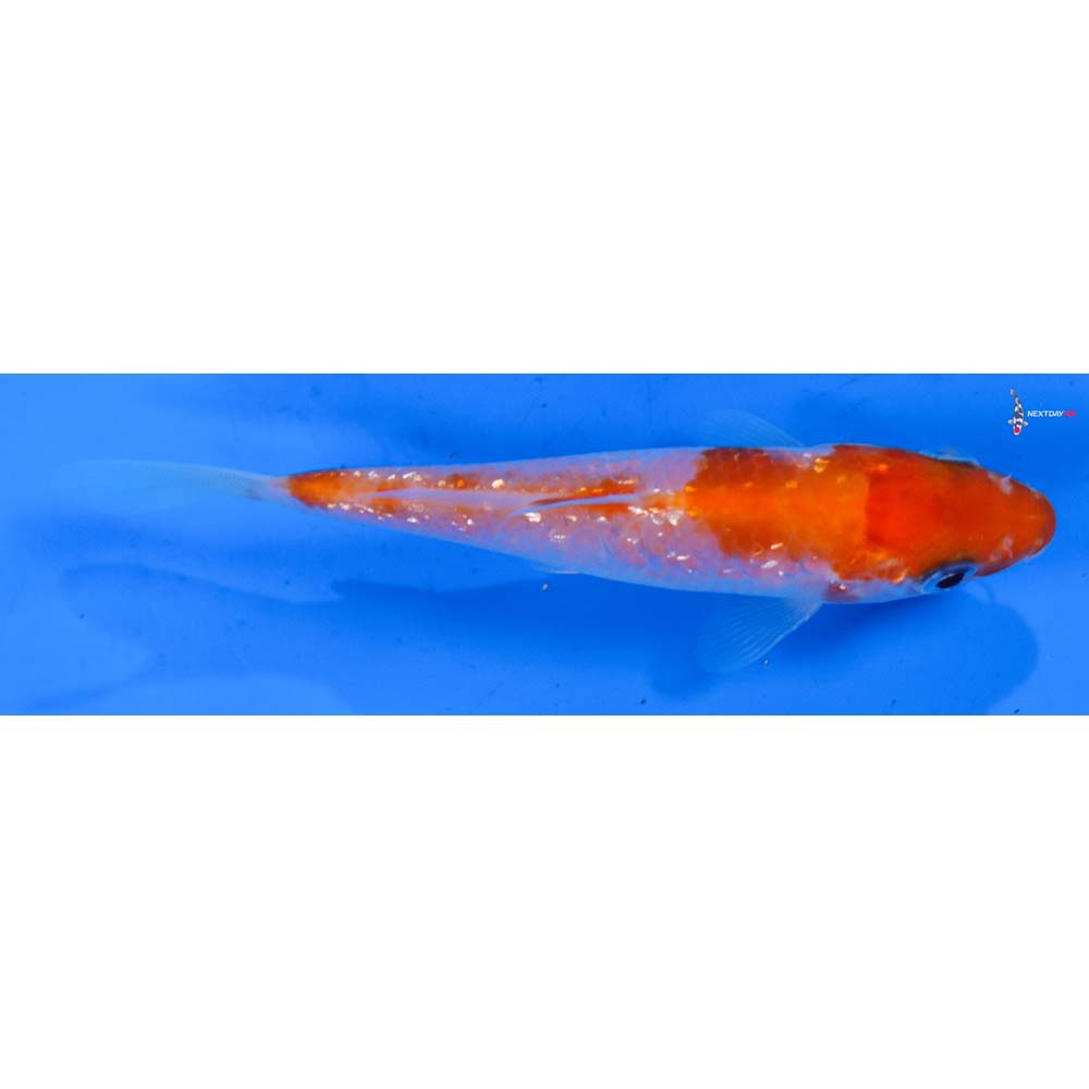 4” Imported Gin Rin Kohaku