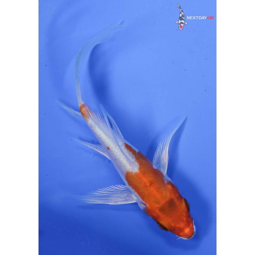 3.5” Imported Kikusui Butterfly Koi