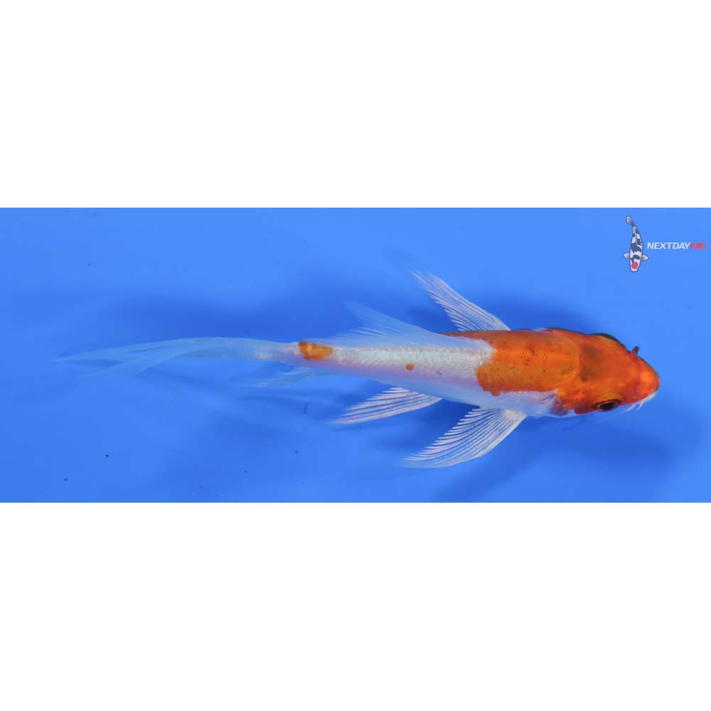 3.5” Imported Kikusui Butterfly Koi