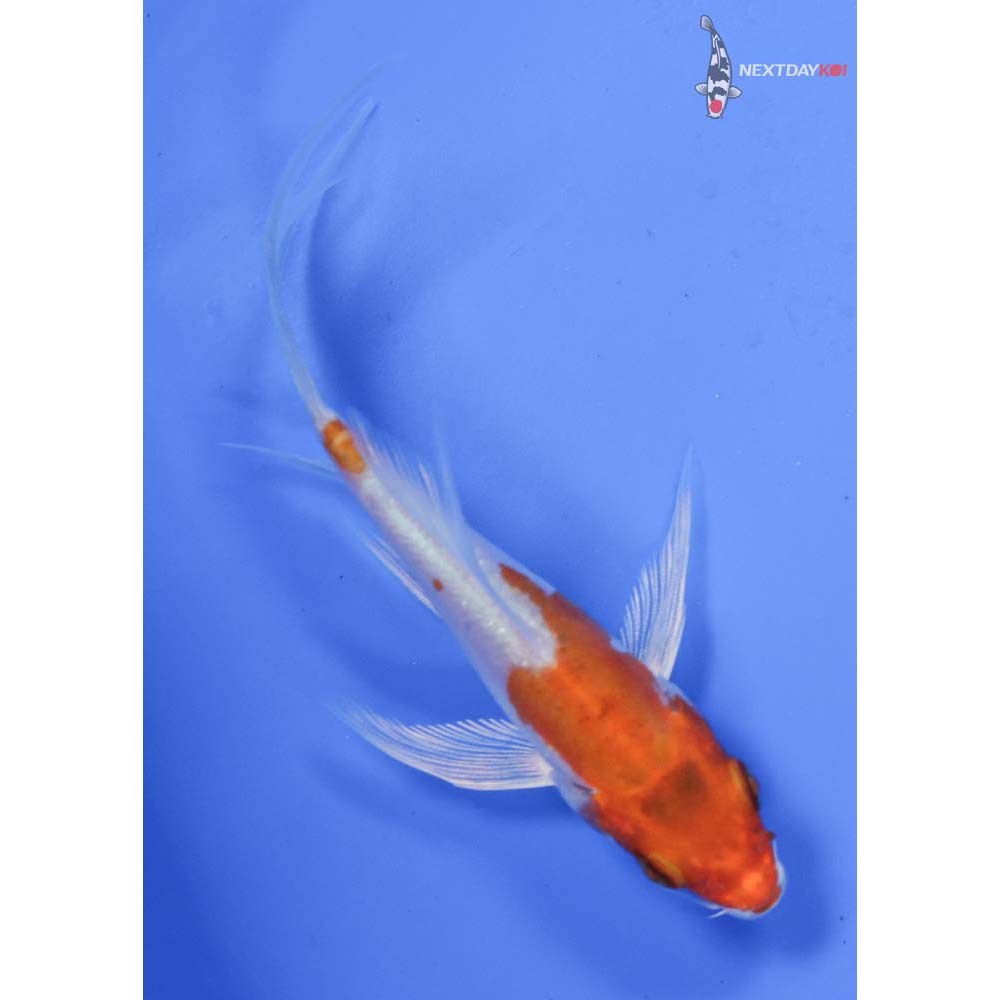 3.5” Imported Kikusui Butterfly Koi