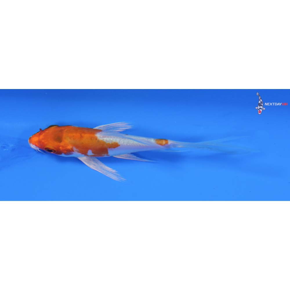 3.5” Imported Kikusui Butterfly Koi