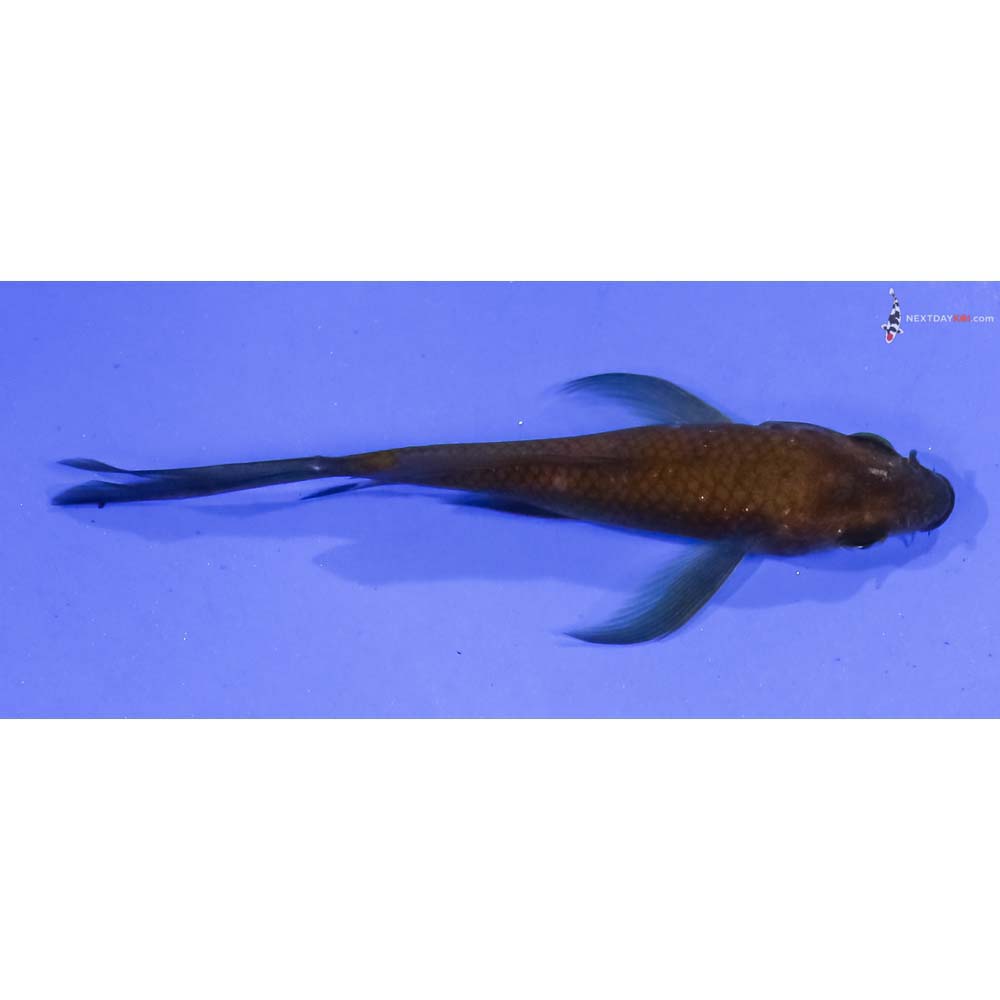 3.5” Imported Chagoi Butterfly Koi