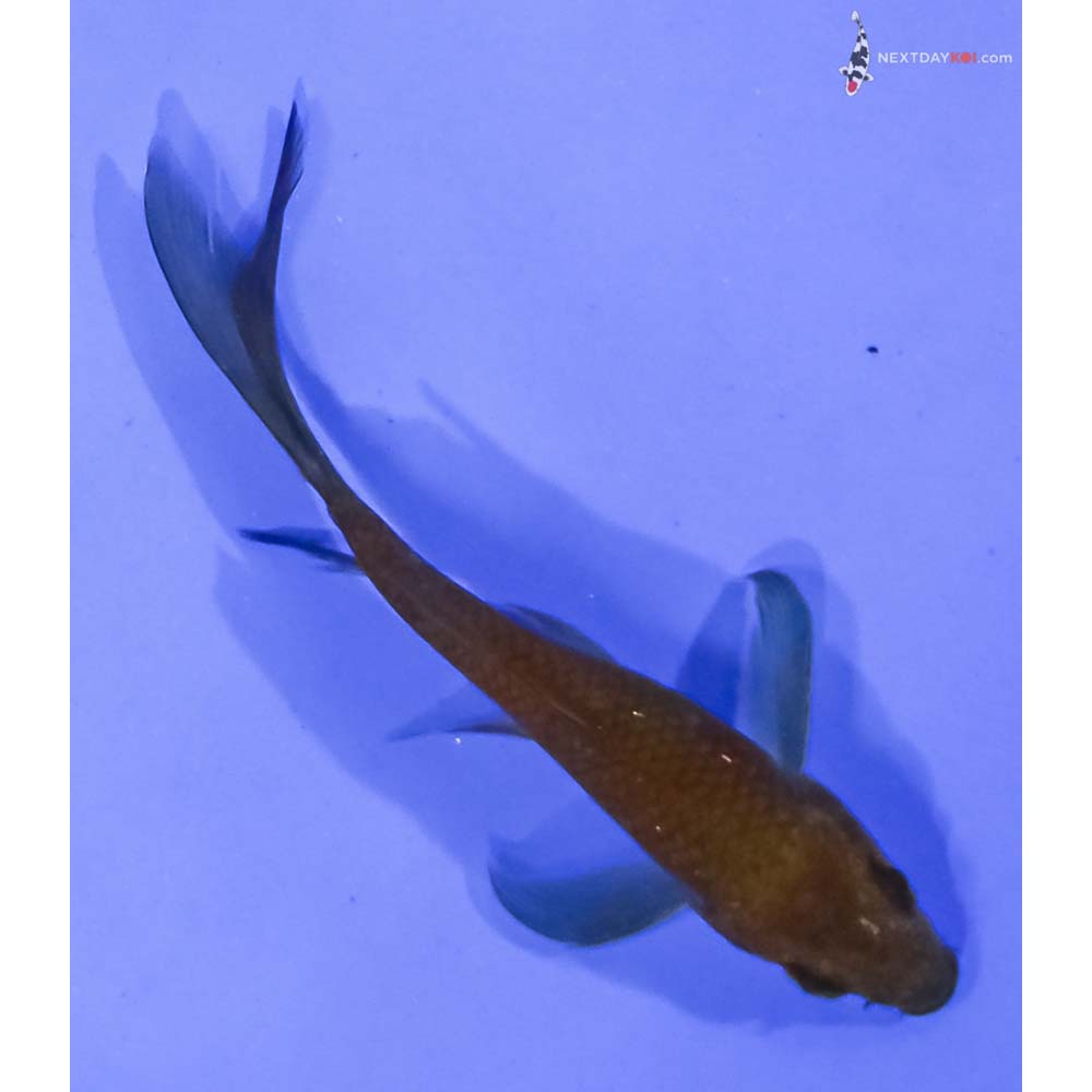 3.5” Imported Chagoi Butterfly Koi