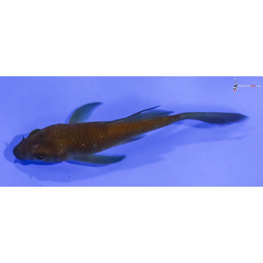 3.5” Imported Chagoi Butterfly Koi