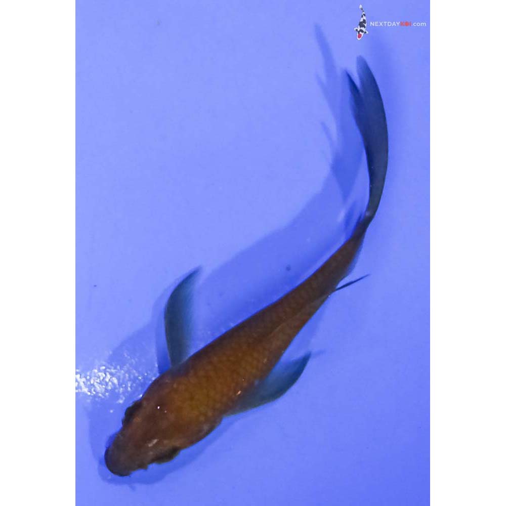 3.5” Imported Chagoi Butterfly Koi