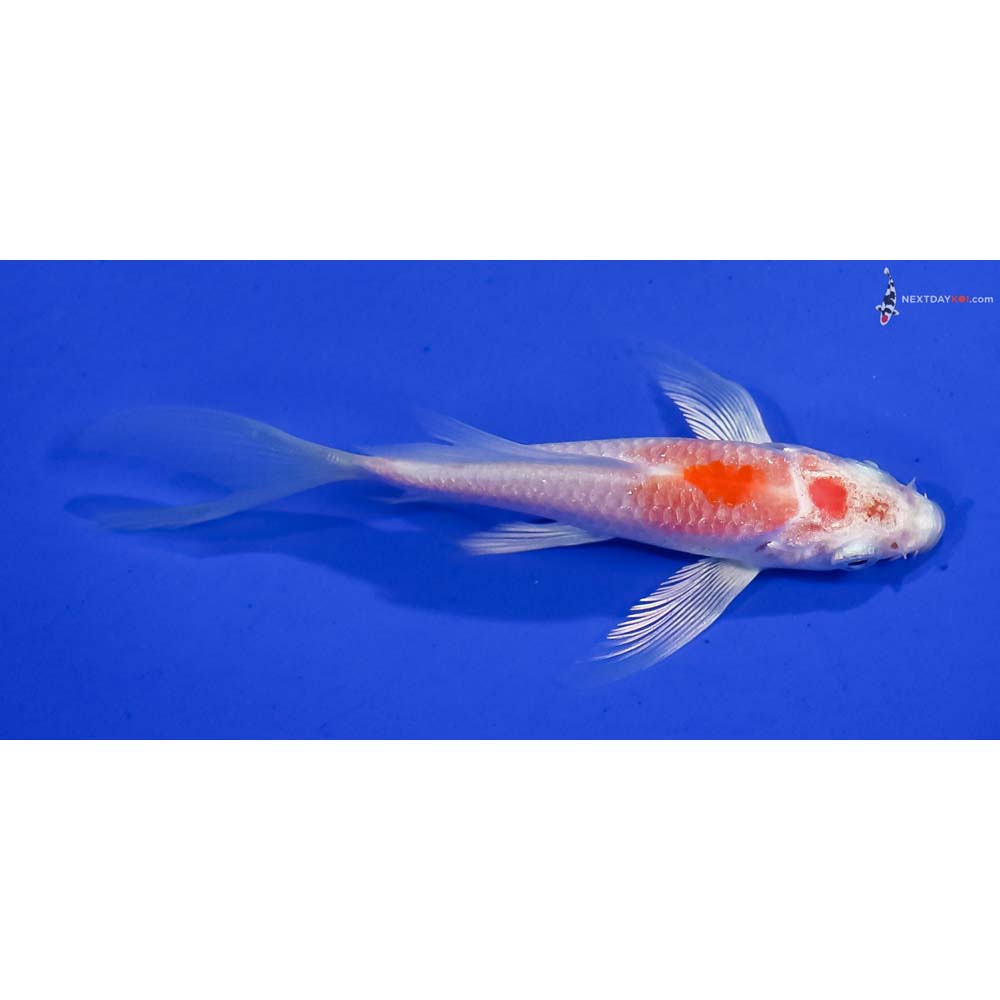 4” Imported Hariwake Butterfly Koi