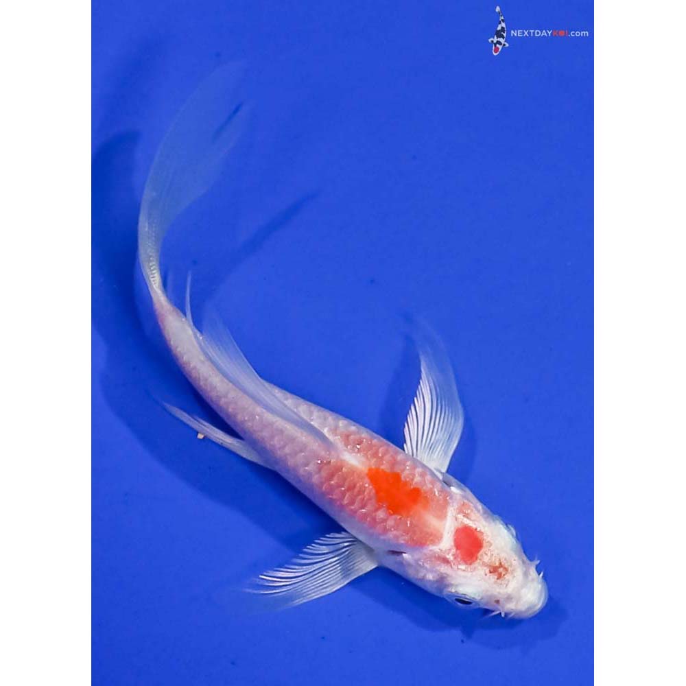 4” Imported Hariwake Butterfly Koi