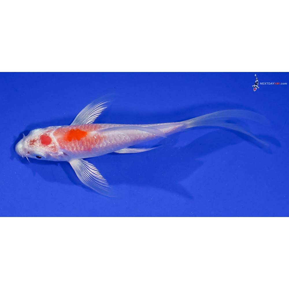 4” Imported Hariwake Butterfly Koi