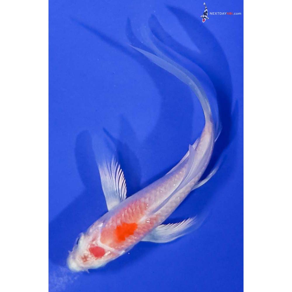 4” Imported Hariwake Butterfly Koi