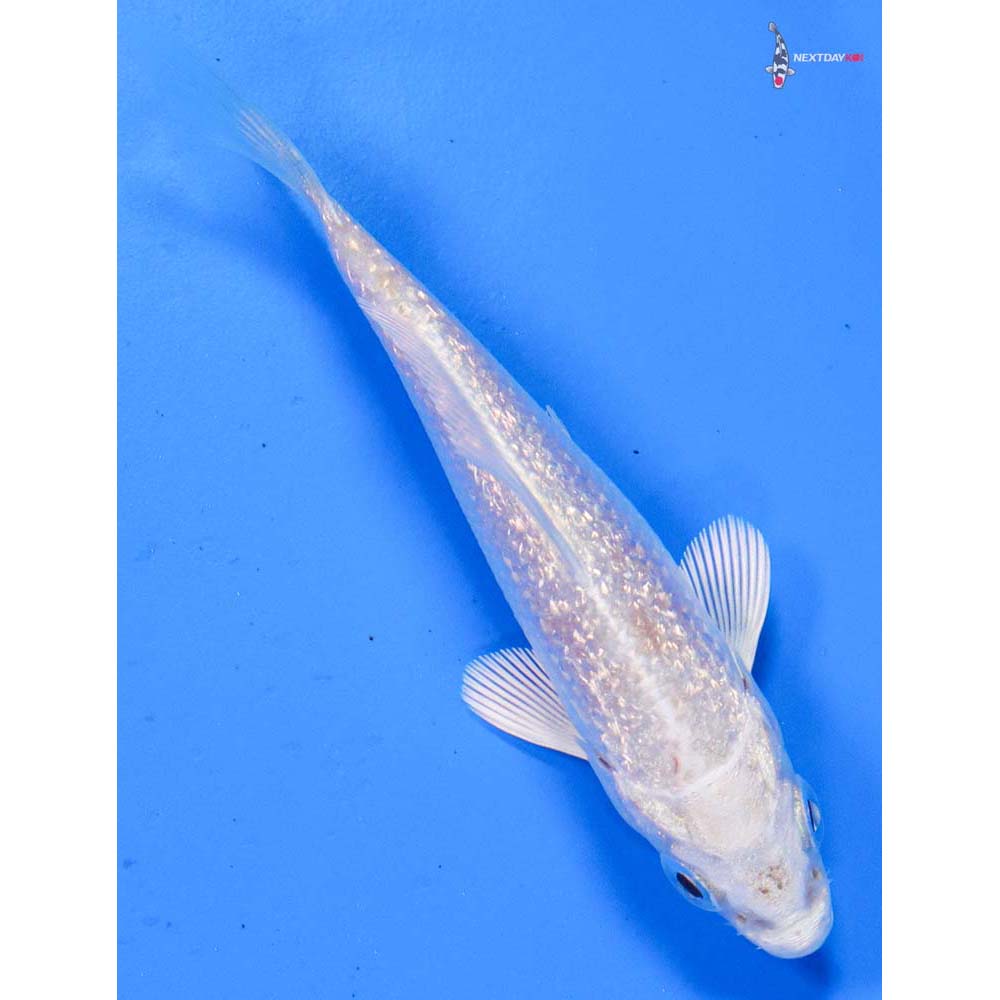 3.5” Imported Gin Rin Platinum Ogon