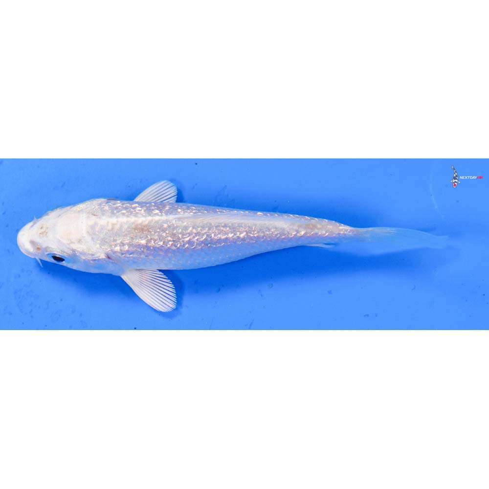 3.5” Imported Gin Rin Platinum Ogon