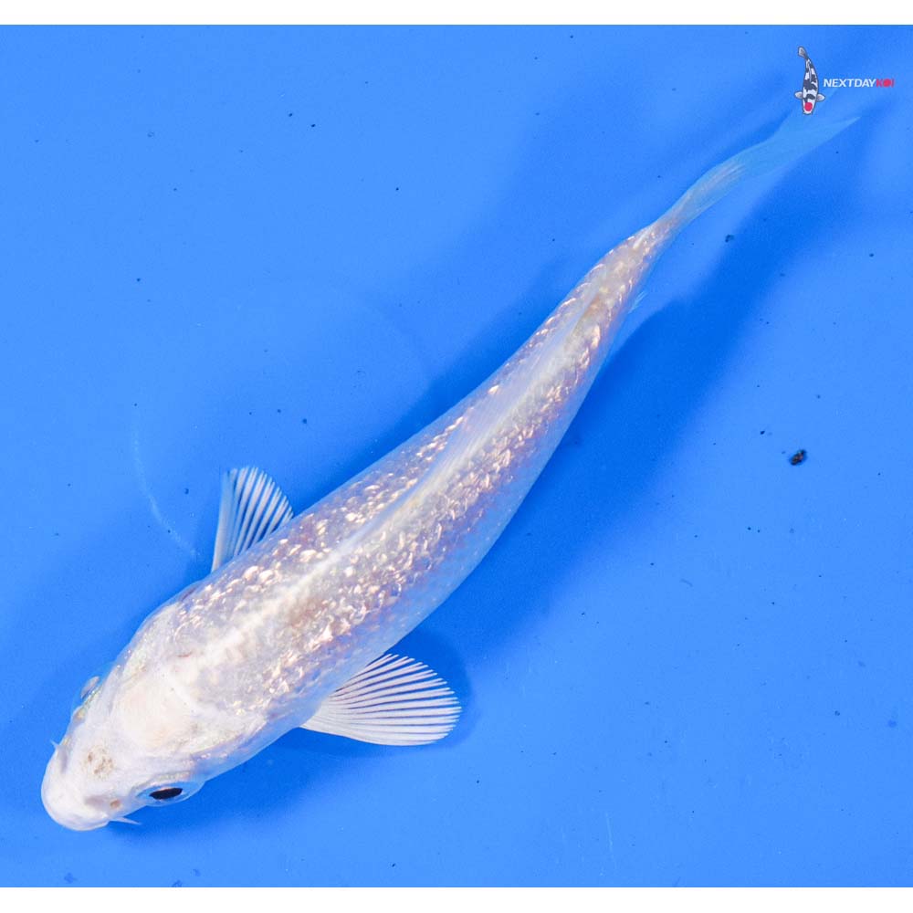 3.5” Imported Gin Rin Platinum Ogon