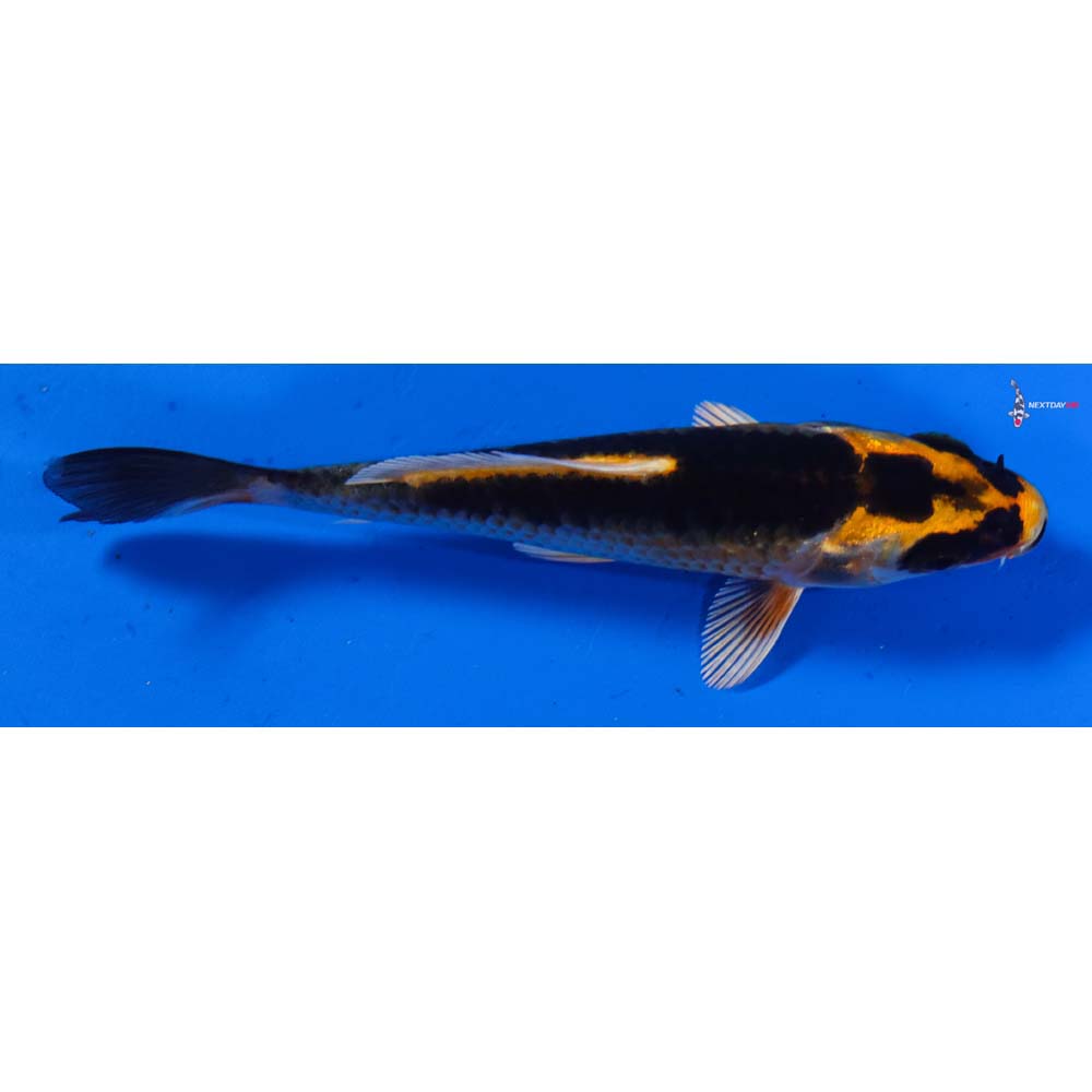 3.5” Imported Kin Kikokuryu