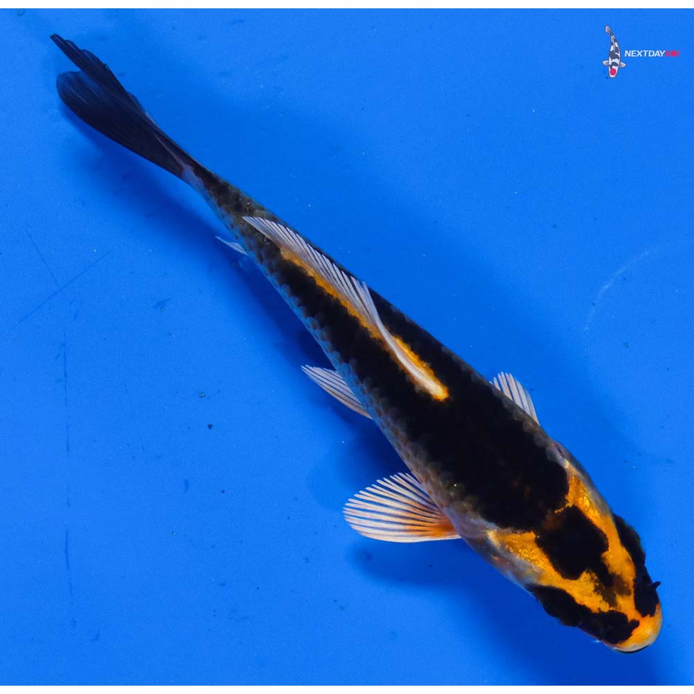 3.5” Imported Kin Kikokuryu