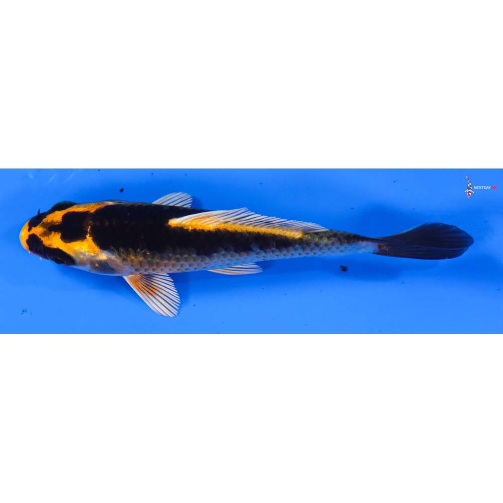 3.5” Imported Kin Kikokuryu