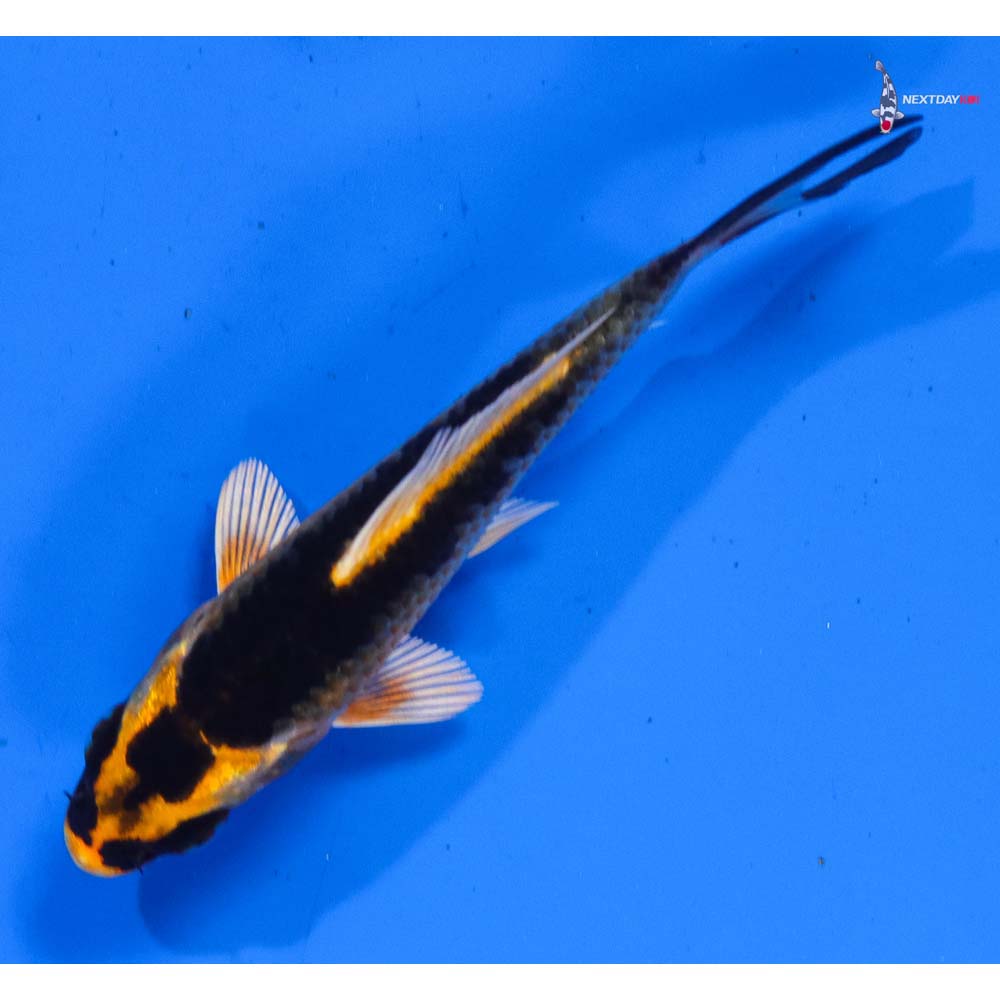3.5” Imported Kin Kikokuryu