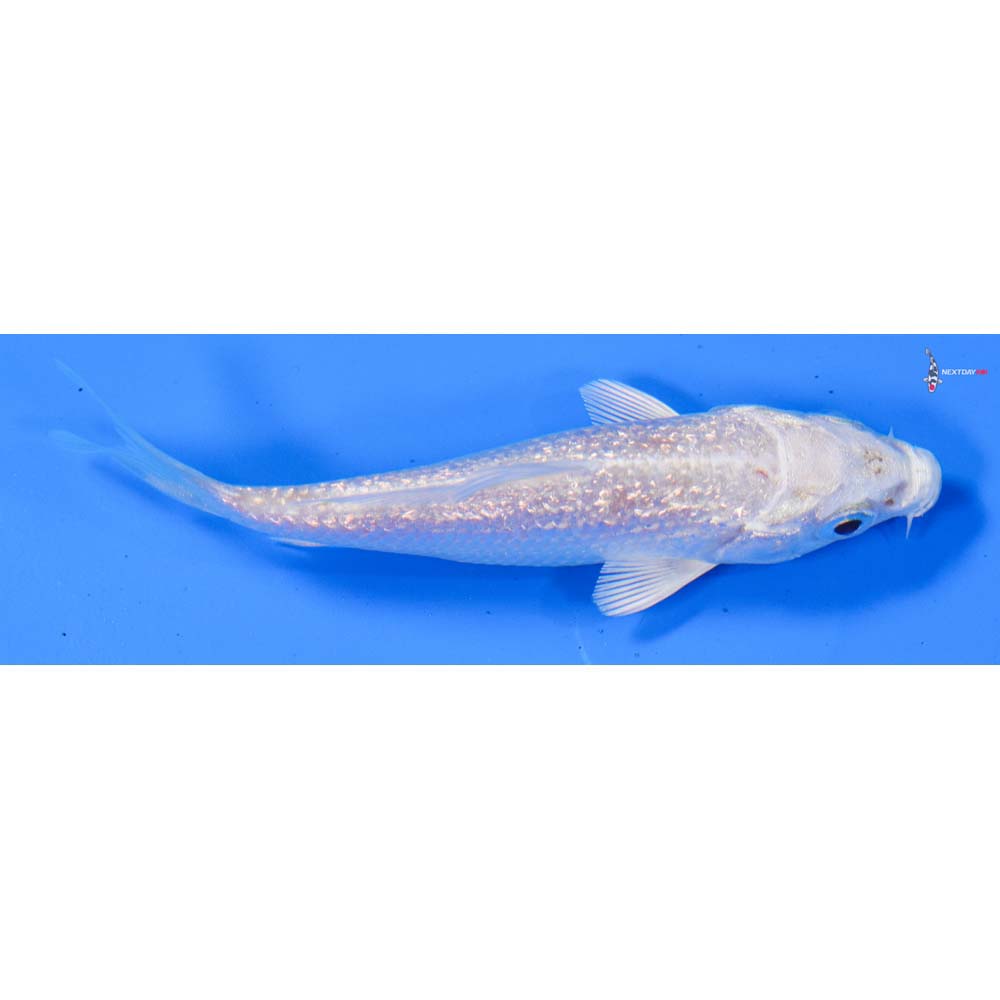 3.5” Imported Gin Rin Platinum Ogon