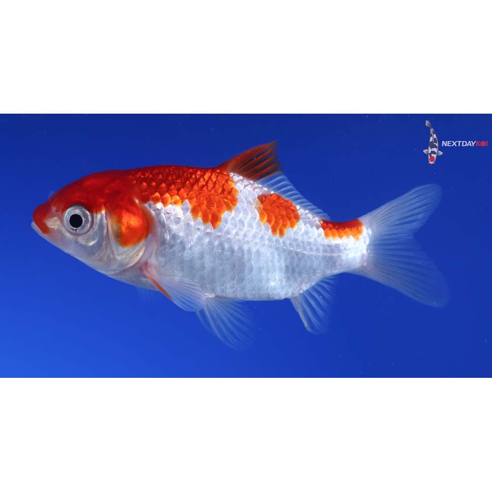 3.5” Imported Sarasa Comet