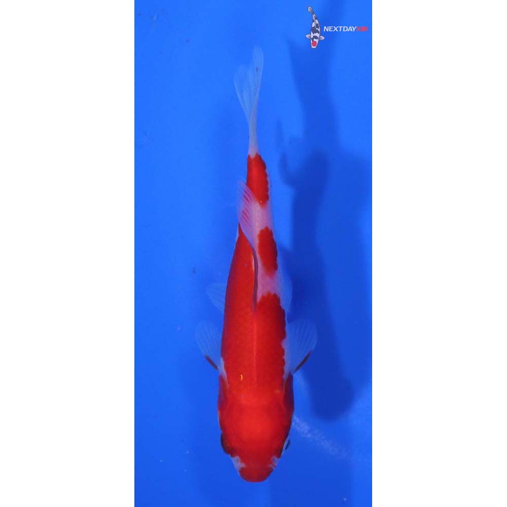3.5” Imported Sarasa Comet