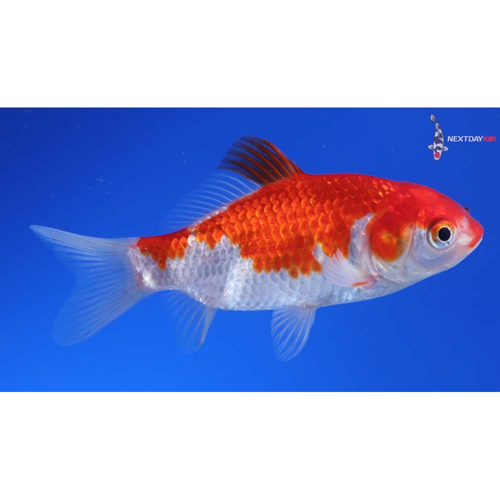 3.5” Imported Sarasa Comet