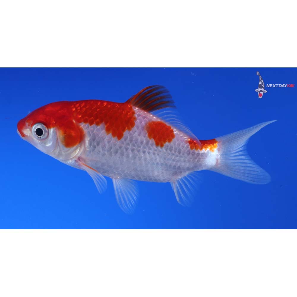 3.5” Imported Sarasa Comet