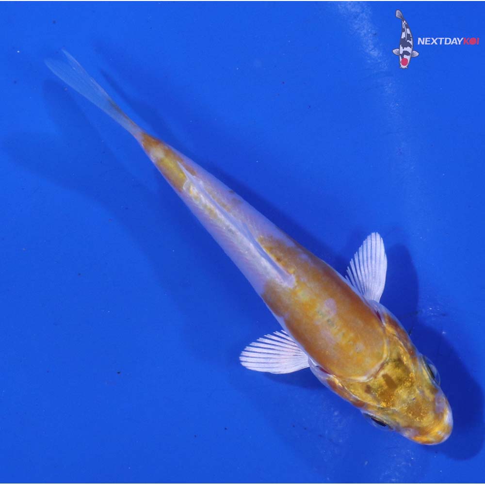 2.5” Imported Doitsu Lemon Hariwake