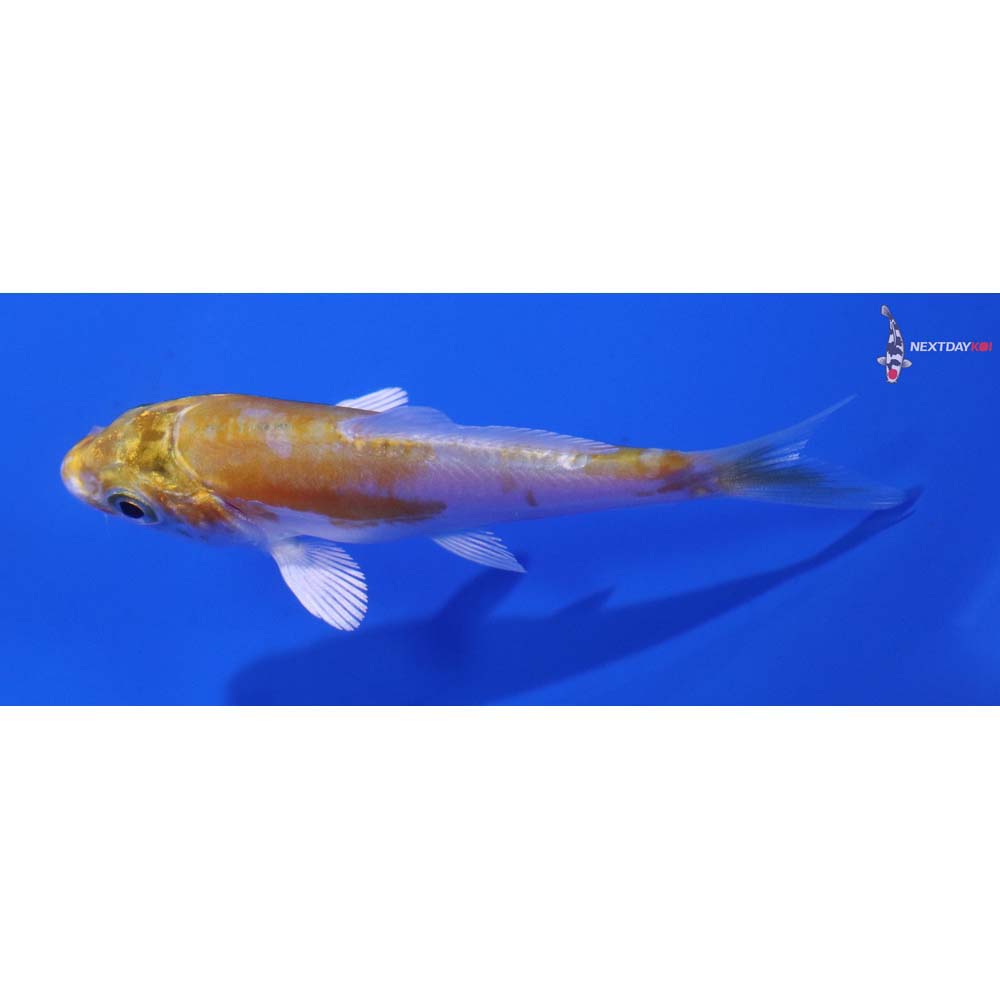 2.5” Imported Doitsu Lemon Hariwake