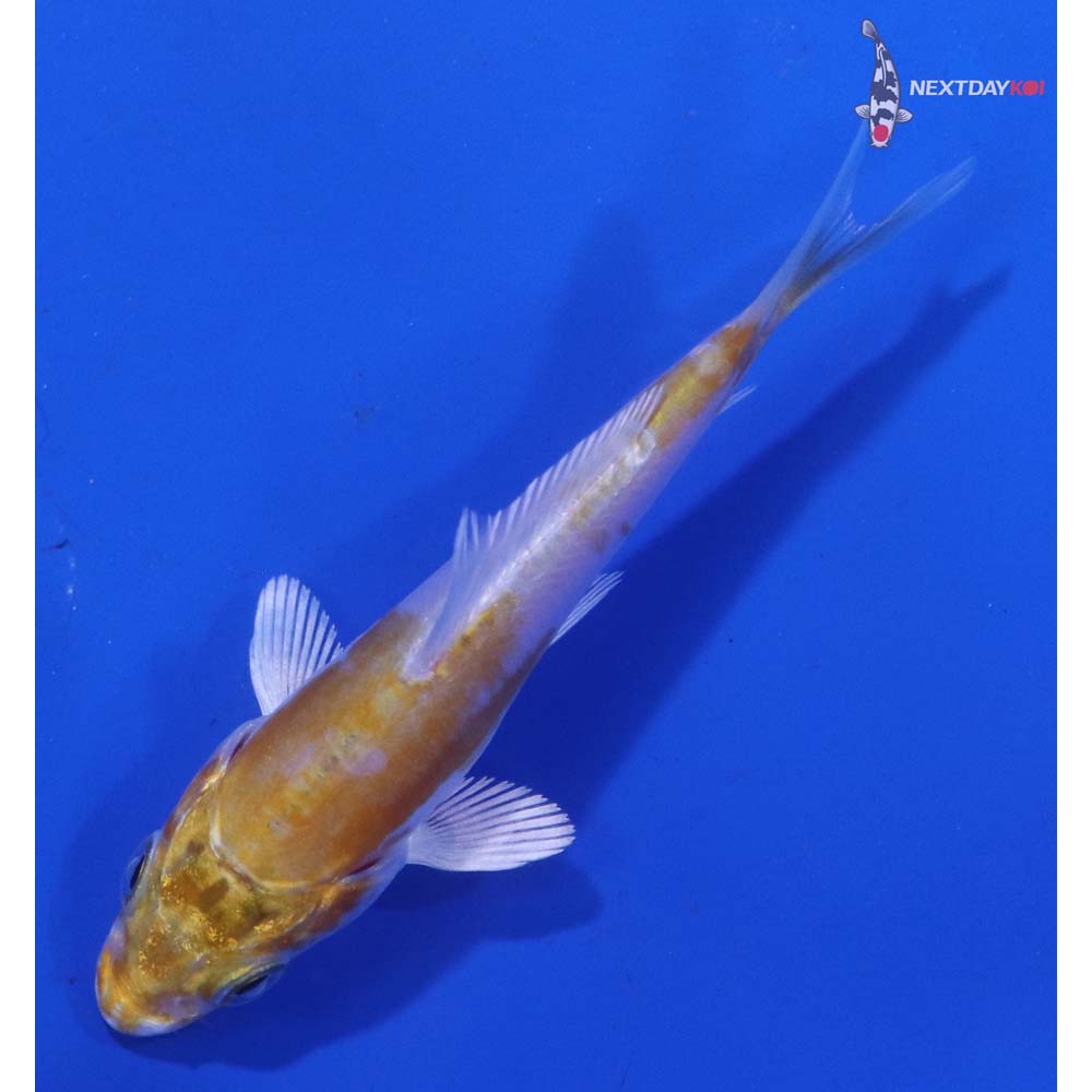 2.5” Imported Doitsu Lemon Hariwake